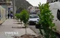 Σε δενδροφυτεύσεις μέσα στην πόλη του Ναυπλίου προχωρά ο δήμος - Φωτογραφία 2