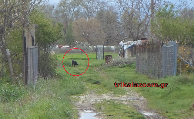 Κλεφτοκοτάς σκύλος κάνει επίθεση στις κότες στην Λεπτοκαρυά Τρικάλων [photos] - Φωτογραφία 2