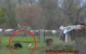 Κλεφτοκοτάς σκύλος κάνει επίθεση στις κότες στην Λεπτοκαρυά Τρικάλων [photos] - Φωτογραφία 1