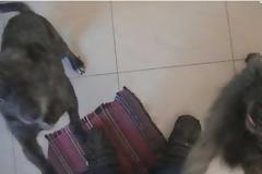 ΔΕΙΤΕ τι κρέμασε στο σπίτι του επειδή του δηλητηρίασαν τα 2 σκυλάκια του [photo]