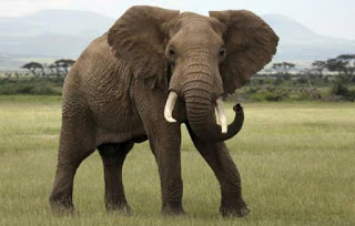 Ελέφαντας ποδοπάτησε άνδρα μέχρι θανάτου - Φωτογραφία 1