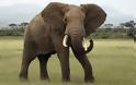 Ελέφαντας ποδοπάτησε άνδρα μέχρι θανάτου