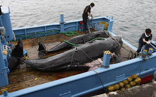 Ανταρκτική: 333 νεκρές φάλαινες από ιαπωνικά φαλαινοθηρικά - Φωτογραφία 1