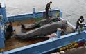 Ανταρκτική: 333 νεκρές φάλαινες από ιαπωνικά φαλαινοθηρικά