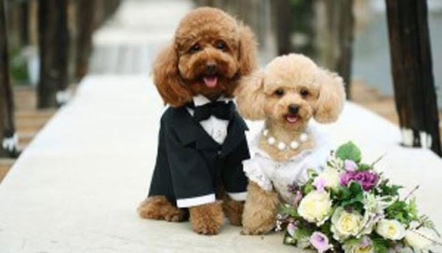 5.000 καλεσμένοι σε… γάμο σκύλων! - Φωτογραφία 1