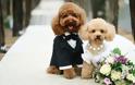 5.000 καλεσμένοι σε… γάμο σκύλων!