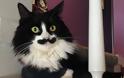 Η γάτα με το «μουστάκι» που έχει γίνει πρώτη φίρμα - Φωτογραφία 4