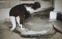 Η ιστορία της γυναίκας που αμάρτησε με ένα δελφίνι και αυτό αυτοκτόνησε... [photos+video] - Φωτογραφία 2