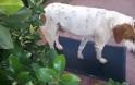 Λαμία: Βασάνισαν το γέρικο σκυλάκι της φωτογραφίας