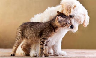 Σκύλος και γάτα στο ίδιο σπίτι: Όνειρο ή εφιάλτης; - Φωτογραφία 1