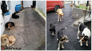 Μαθητές δεν πήγαν στο Σχολείο λόγω των αδέσποτων σκύλων στην ορεινή Ξάνθη - Φωτογραφία 1