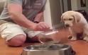 Θα πάθετε πλάκα! Δείτε αυτό το σκυλάκι που κάνει την προσευχή του πριν φάει... [video]