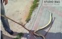 Ένα φίδι σε εργοτάξιο στο Άργος... [photos]
