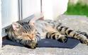 ΘΕΣΣΑΛΟΝΙΚΗ: Συνεληφθη ο σαδιστής ιδιοκτήτης καντίνας που βασάνιζε γάτες