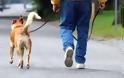 Πώς μπορεί να σας σώσει τη ζωή μία βόλτα με τον σκύλο