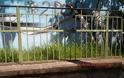Τραγικές εικόνες στο 31ο νηπιαγωγείο Τρικάλων - Τα χορτάρια σκέπασαν τα παγκάκια - Φωτογραφία 6