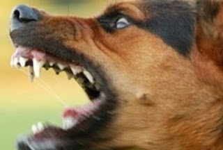 Επίθεση αγέλης σκύλων σε Τρικαλινή Εκπαιδευτικό - Φωτογραφία 1