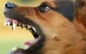 Επίθεση αγέλης σκύλων σε Τρικαλινή Εκπαιδευτικό