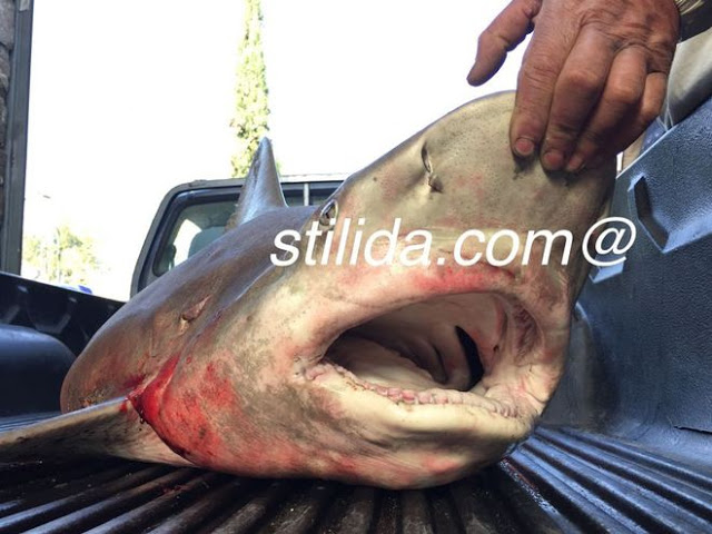 Στυλίδα: Ψαράς έπιασε λευκό καρχαρία! - Φωτογραφία 1