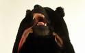 Υπνόσακος σε μορφή αρκούδας διασφαλίζει ότι κανείς δεν θα τολμήσει να διακόψει τον ύπνο σας - Φωτογραφία 4