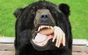 Υπνόσακος σε μορφή αρκούδας διασφαλίζει ότι κανείς δεν θα τολμήσει να διακόψει τον ύπνο σας - Φωτογραφία 6