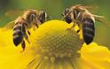 Η εντυπωσιακή κατανομή εργασίας των μελισσών