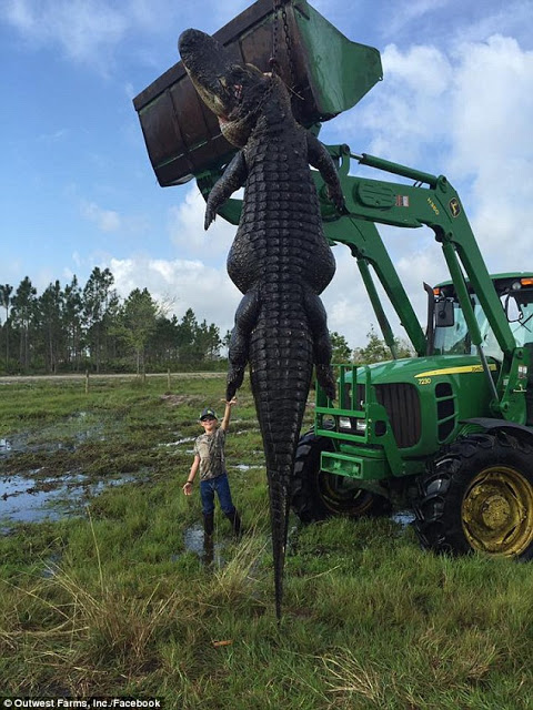 Εικόνες - σοκ: Βρήκαν και σκότωσαν αλιγάτορα 4,5 μέτρων! [photos] - Φωτογραφία 3