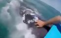 Τουρίστες χαϊδεύουν φάλαινα και βάζουν το χέρι στο στόμα της