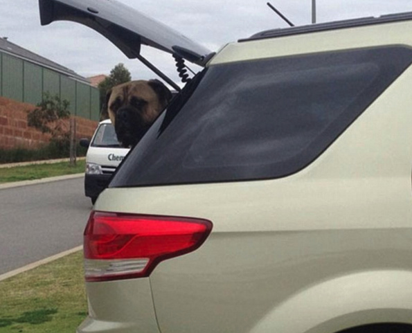 ΠΟΛΥ ΓΕΛΙΟ: Ο σκύλος που παρακολουθεί τη γυναίκα του αφεντικού του και έγινε viral [photos] - Φωτογραφία 4
