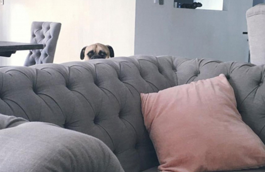 ΠΟΛΥ ΓΕΛΙΟ: Ο σκύλος που παρακολουθεί τη γυναίκα του αφεντικού του και έγινε viral [photos] - Φωτογραφία 5