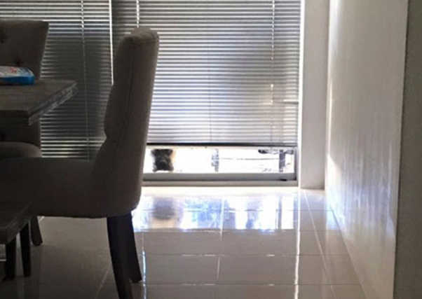 ΠΟΛΥ ΓΕΛΙΟ: Ο σκύλος που παρακολουθεί τη γυναίκα του αφεντικού του και έγινε viral [photos] - Φωτογραφία 6