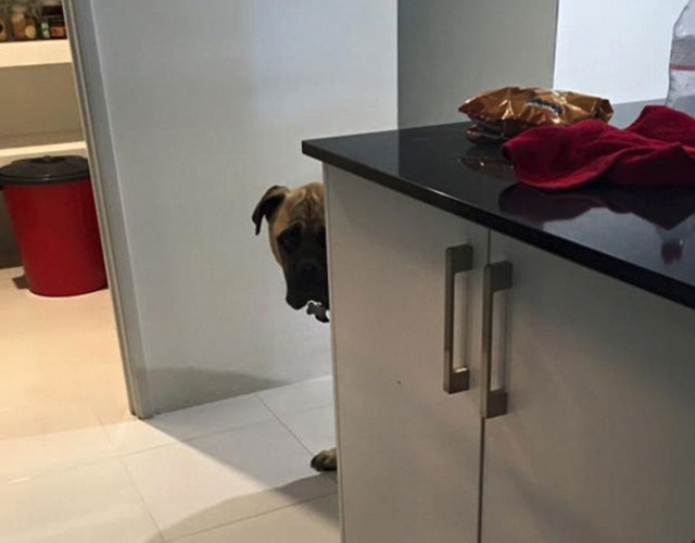 ΠΟΛΥ ΓΕΛΙΟ: Ο σκύλος που παρακολουθεί τη γυναίκα του αφεντικού του και έγινε viral [photos] - Φωτογραφία 8