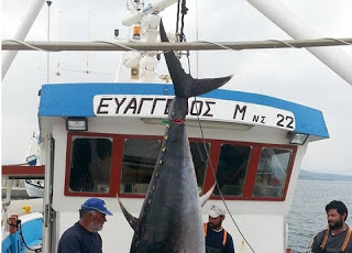 ΔΕΙΤΕ ψαράδες με 280 κιλά ψαριά στην Σκόπελο [photos] - Φωτογραφία 1