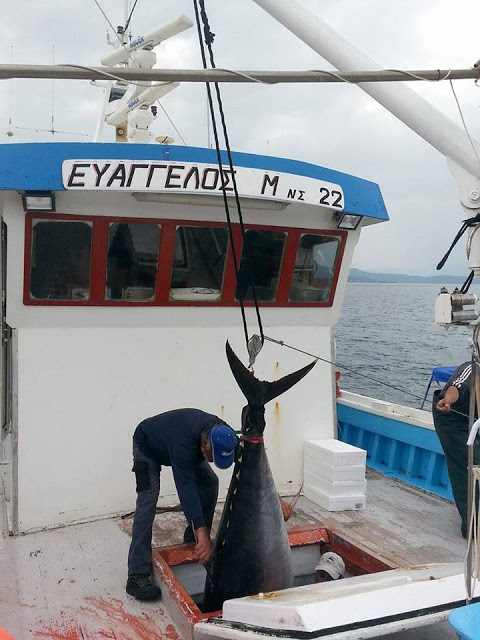 ΔΕΙΤΕ ψαράδες με 280 κιλά ψαριά στην Σκόπελο [photos] - Φωτογραφία 2