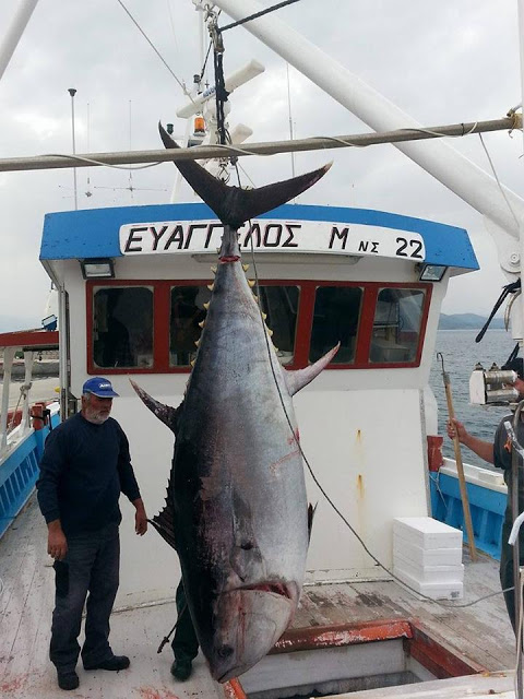 ΔΕΙΤΕ ψαράδες με 280 κιλά ψαριά στην Σκόπελο [photos] - Φωτογραφία 4