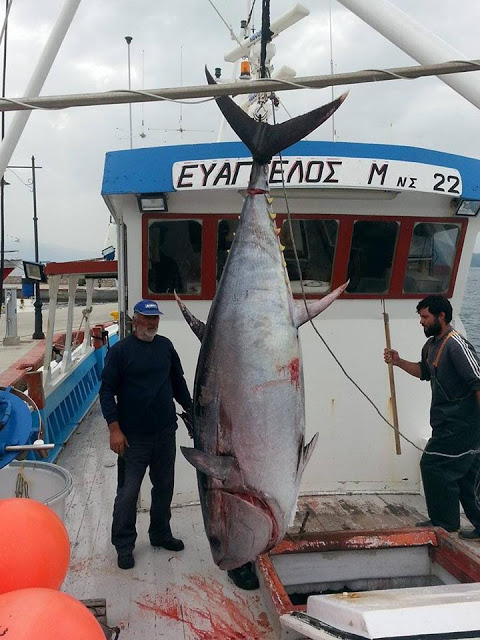 ΔΕΙΤΕ ψαράδες με 280 κιλά ψαριά στην Σκόπελο [photos] - Φωτογραφία 5