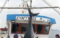 ΔΕΙΤΕ ψαράδες με 280 κιλά ψαριά στην Σκόπελο [photos]