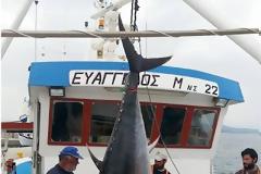 ΔΕΙΤΕ ψαράδες με 280 κιλά ψαριά στην Σκόπελο [photos]