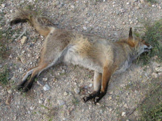 Δεκάδες ζώα (σκυλιά και αλεπούδες) νεκρά από φόλες στο Ποικίλο Όρος της Αττικής - Φωτογραφία 1