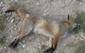 Δεκάδες ζώα (σκυλιά και αλεπούδες) νεκρά από φόλες στο Ποικίλο Όρος της Αττικής
