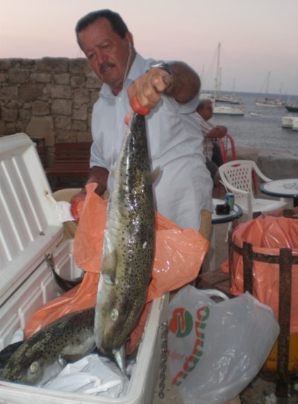 Ο λαγοκέφαλος απειλεί τους ψαράδες του Ιονίου - Φωτογραφία 2
