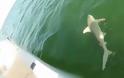 ΤΡΟΜΕΡΟ! Θαλάσσιο… τέρας καταπίνει ολόκληρο καρχαρία [video]