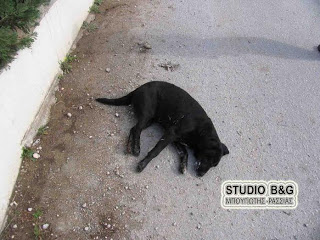 Άργος: Δεκάδες σκύλοι νεκροί από φόλες... [photos] - Φωτογραφία 1