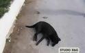Άργος: Δεκάδες σκύλοι νεκροί από φόλες... [photos]