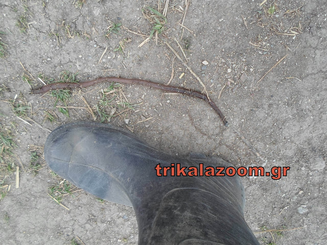 Λες και βγήκε απο το Τσερνομπίλ το σκουλήκι γίγας στα Τρίκαλα [photos] - Φωτογραφία 2