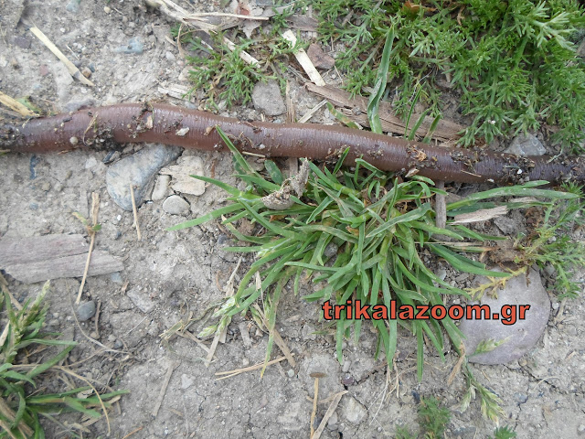 Λες και βγήκε απο το Τσερνομπίλ το σκουλήκι γίγας στα Τρίκαλα [photos] - Φωτογραφία 3
