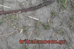 Λες και βγήκε απο το Τσερνομπίλ το σκουλήκι γίγας στα Τρίκαλα [photos]