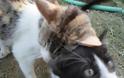 Διεστραμμένη προσωπικότητα ρίχνει φόλες στις γάτες της Λεπτοκαρυάς Τρικάλων... [photos] - Φωτογραφία 1