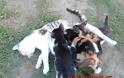 Διεστραμμένη προσωπικότητα ρίχνει φόλες στις γάτες της Λεπτοκαρυάς Τρικάλων... [photos] - Φωτογραφία 3