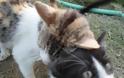 Διεστραμμένη προσωπικότητα ρίχνει φόλες στις γάτες της Λεπτοκαρυάς Τρικάλων... [photos] - Φωτογραφία 4